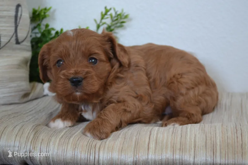 Prince – Cavapoo puppy for sale in Greenwood, WI