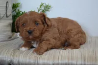 Prince, a male Cavapoo for sale in Greenwood, WI – 1 of 5