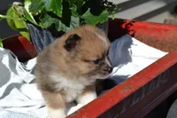Warrior, a male Pomeranian for sale in Greenwood, WI – 2 of 8