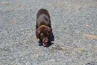 Layna, a female Labrador Retriever for sale in Greenwood, WI – 4 of 5