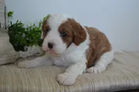 Patches, a male Cavapoo for sale in Greenwood, WI – 6 of 6
