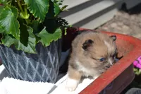 Warrior, a male Pomeranian for sale in Greenwood, WI – 5 of 8
