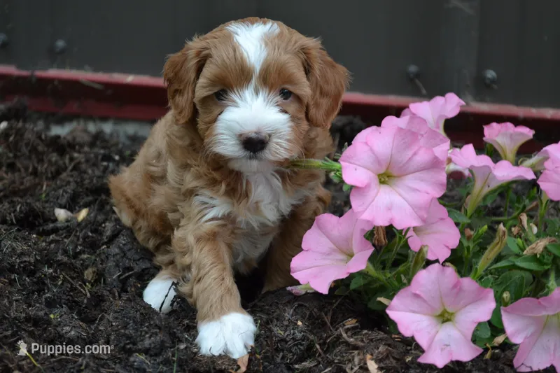 Catelyn – Cavapoo, Poodle - Miniature  puppy for sale in Greenwood, WI