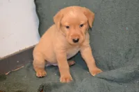 Copper, a male Labrador Retriever for sale in Greenwood, WI – 3 of 3