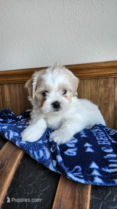 Hudson – Mal Shi puppy for sale in Greenwood, WI