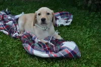 Flowers, a female Labrador Retriever for sale in Greenwood, WI – 4 of 4