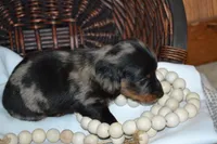 Smokey, a male Dachshund for sale in Greenwood, WI – 4 of 8