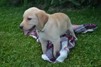 Flowers, a female Labrador Retriever for sale in Greenwood, WI – 3 of 4