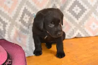 Harper, a female Labrador Retriever for sale in Greenwood, WI – 2 of 3