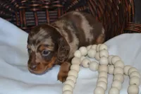 Sugar, a female Dachshund for sale in Greenwood, WI – 2 of 8