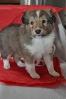 Valentina, a female Shetland Sheepdog for sale in Greenwood, WI – Photo 3 of 7