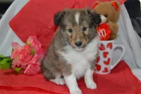 Valentina, a female Shetland Sheepdog for sale in Greenwood, WI – Photo 6 of 7