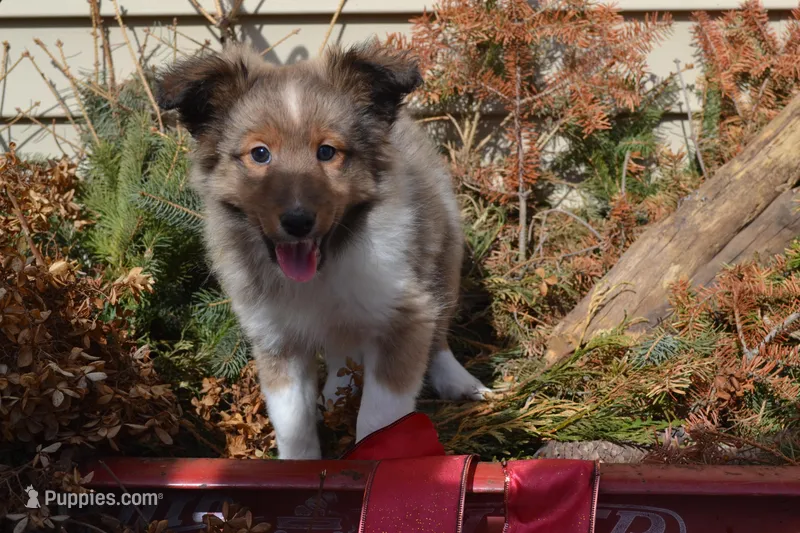 Valentina – Shetland Sheepdog puppy for sale in Greenwood, WI