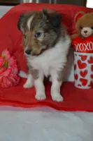 Valentina, a female Shetland Sheepdog for sale in Greenwood, WI – Photo 4 of 7