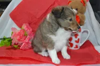 Valentina, a female Shetland Sheepdog for sale in Greenwood, WI – Photo 5 of 7