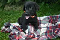 Ila, a female Labrador Retriever for sale in Greenwood, WI – 2 of 4