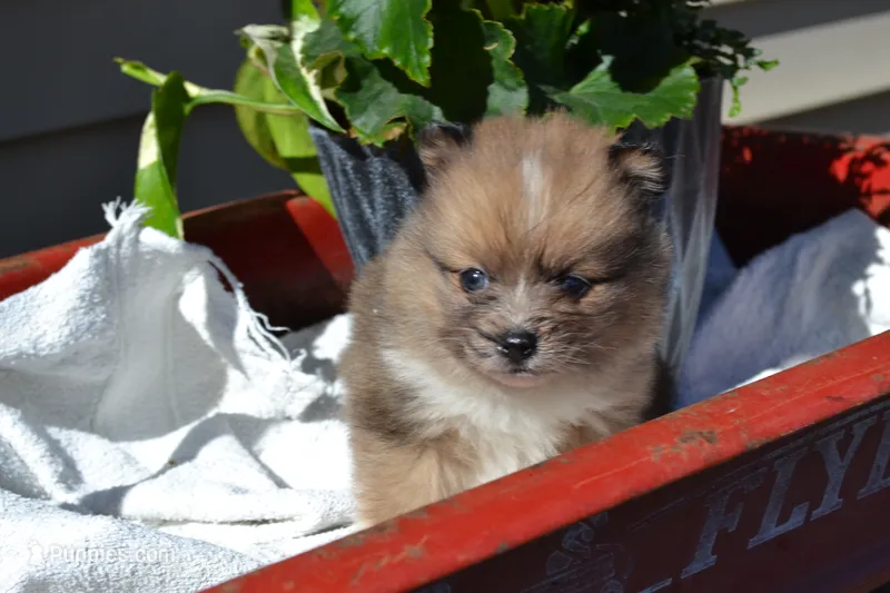 Warrior – Pomeranian puppy for sale in Greenwood, WI