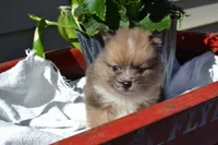 Warrior, a male Pomeranian for sale in Greenwood, WI – 1 of 8