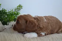 Pebbles, a male Cavapoo for sale in Greenwood, WI – 4 of 7