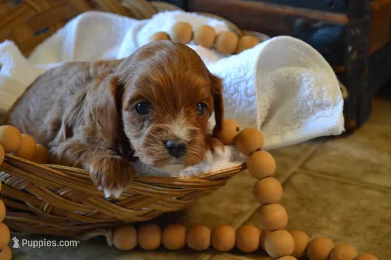 Klint, a male Cavapoo for sale in Greenwood, WI – Photo 1 of 5