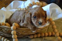 Klint, a male Cavapoo for sale in Greenwood, WI – Photo 3 of 5