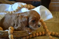 Klint, a male Cavapoo for sale in Greenwood, WI – Photo 2 of 5