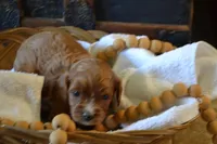 Klint, a male Cavapoo for sale in Greenwood, WI – Photo 4 of 5