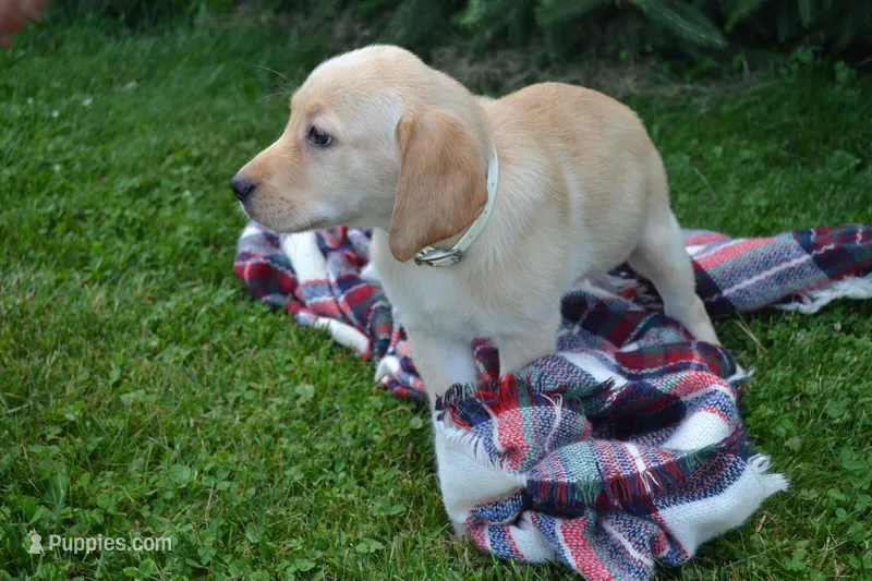 Flowers – Labrador Retriever puppy for sale in Greenwood, WI