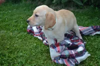 Flowers, a female Labrador Retriever for sale in Greenwood, WI – 1 of 4