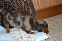 Sage, a female Dachshund for sale in Greenwood, WI – 6 of 8