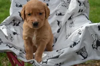 Rover, a male Golden Retriever for sale in Greenwood, WI – 6 of 6