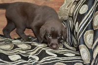 Layna, a female Labrador Retriever for sale in Greenwood, WI – 3 of 4
