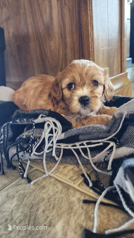 Kirby – Cavapoo puppy for sale in Greenwood, WI
