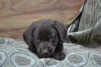 Lincoln, a male Labrador Retriever for sale in Greenwood, WI – 3 of 4