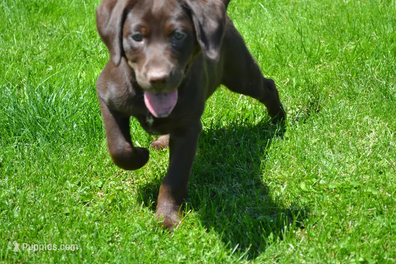 Lysa – Labrador Retriever puppy for sale in Greenwood, WI