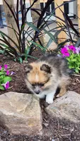 Warrior, a male Pomeranian for sale in Greenwood, WI – 2 of 5