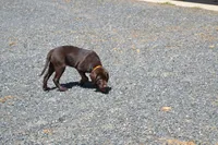 Layna, a female Labrador Retriever for sale in Greenwood, WI – 5 of 5