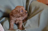 Biscuit, a male Cavapoo for sale in Greenwood, WI – 3 of 5