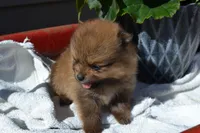 Winx, a male Pomeranian for sale in Greenwood, WI – 1 of 8