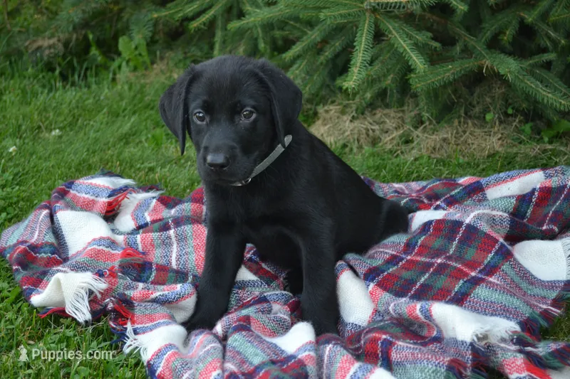 Ben – Labrador Retriever puppy for sale in Greenwood, WI