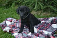 Ben, a male Labrador Retriever for sale in Greenwood, WI – 1 of 4