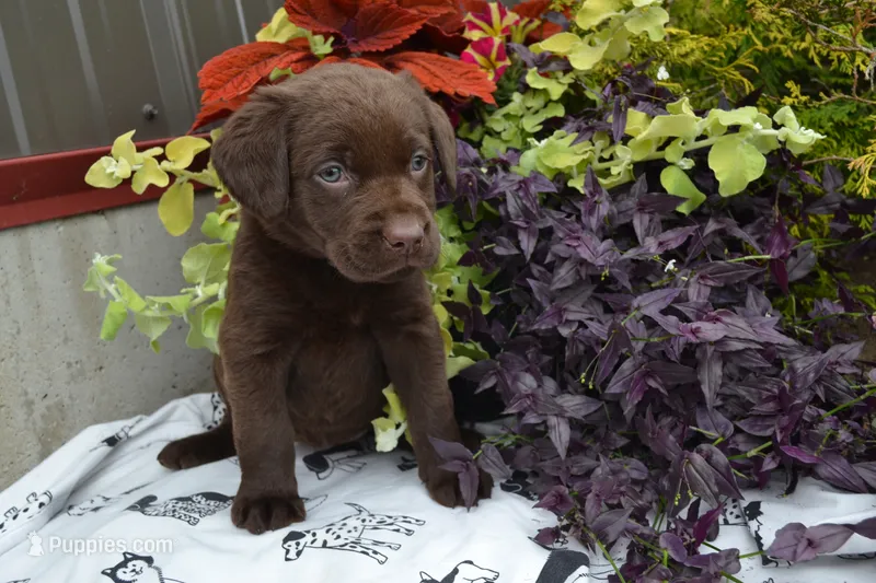 Lizzie – Labrador Retriever puppy for sale in Greenwood, WI