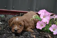 Callie, a female Cavapoo and Poodle - Miniature  for sale in Greenwood, WI – 2 of 4