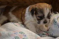 Isabelle, a female Mal Shi for sale in Greenwood, WI – Photo 2 of 5