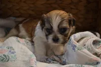 Isabelle, a female Mal Shi for sale in Greenwood, WI – Photo 1 of 5