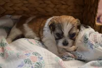 Isabelle, a female Mal Shi for sale in Greenwood, WI – Photo 4 of 5