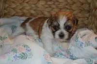 Isabelle, a female Mal Shi for sale in Greenwood, WI – Photo 5 of 5