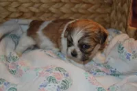 Isabelle, a female Mal Shi for sale in Greenwood, WI – Photo 3 of 5