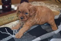 Kara, a female Cavapoo for sale in Greenwood, WI – 6 of 6