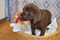 Olivia, a female Labrador Retriever for sale in Greenwood, WI – Photo 2 of 7